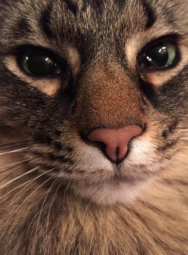 /Images/uploads/Humane Society of Utah/HSUCalendar/entries/1009thumb.jpg